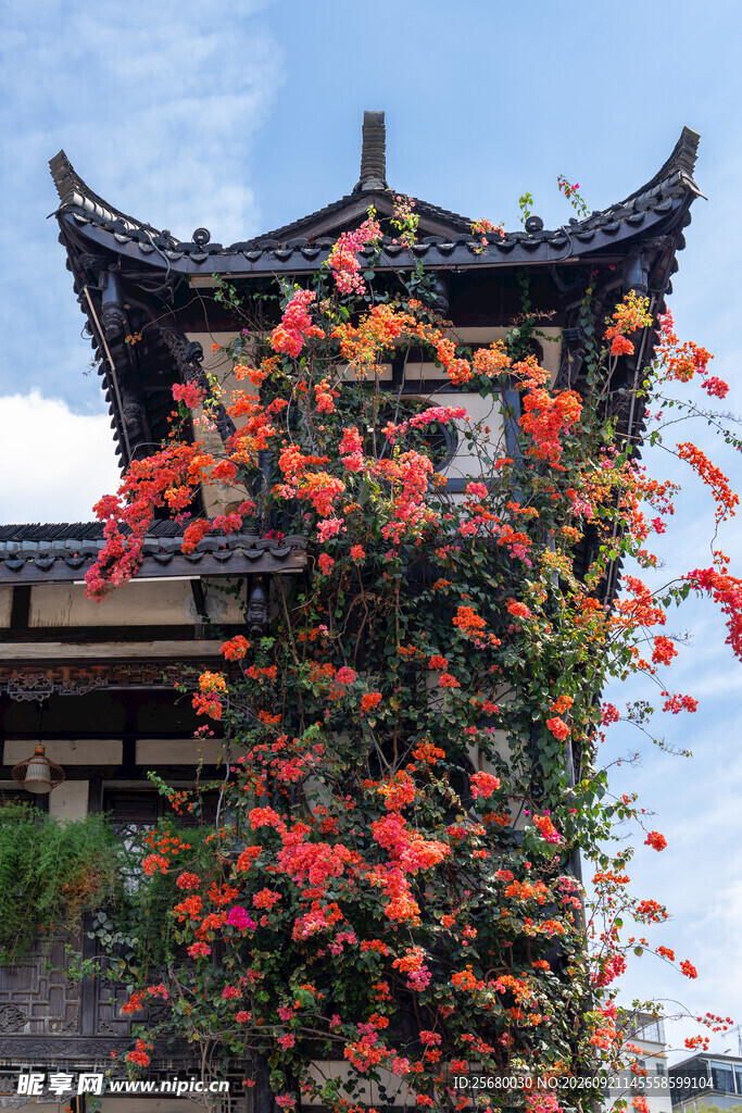 古亭攀满艳丽凌霄花