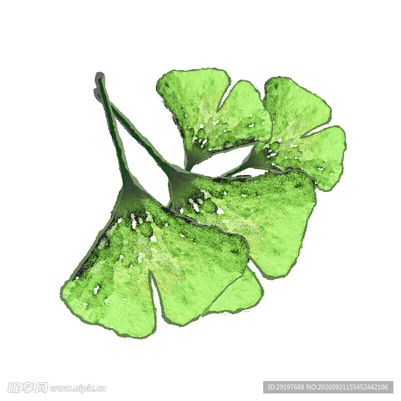 两片翠绿银杏叶插画