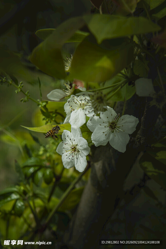 梨花