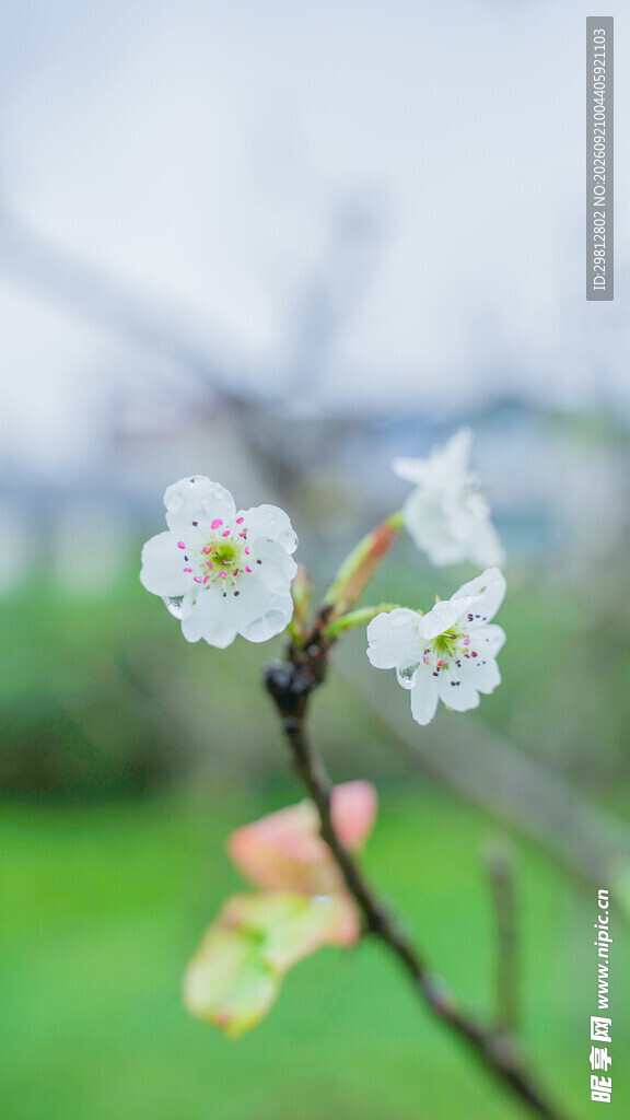梨花