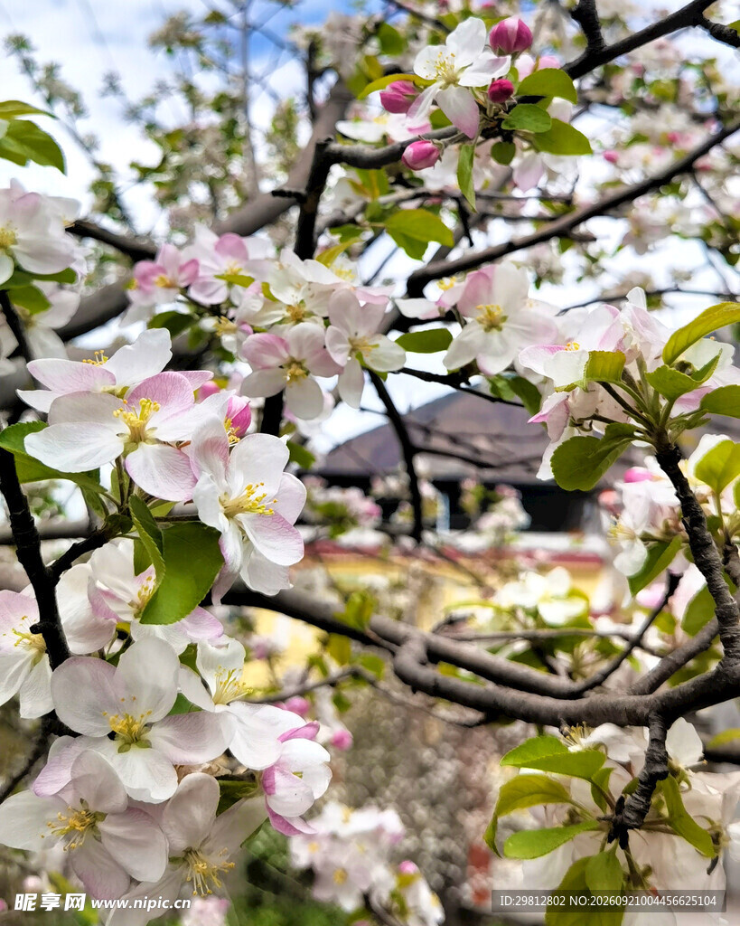 春日繁花盛开的苹果树