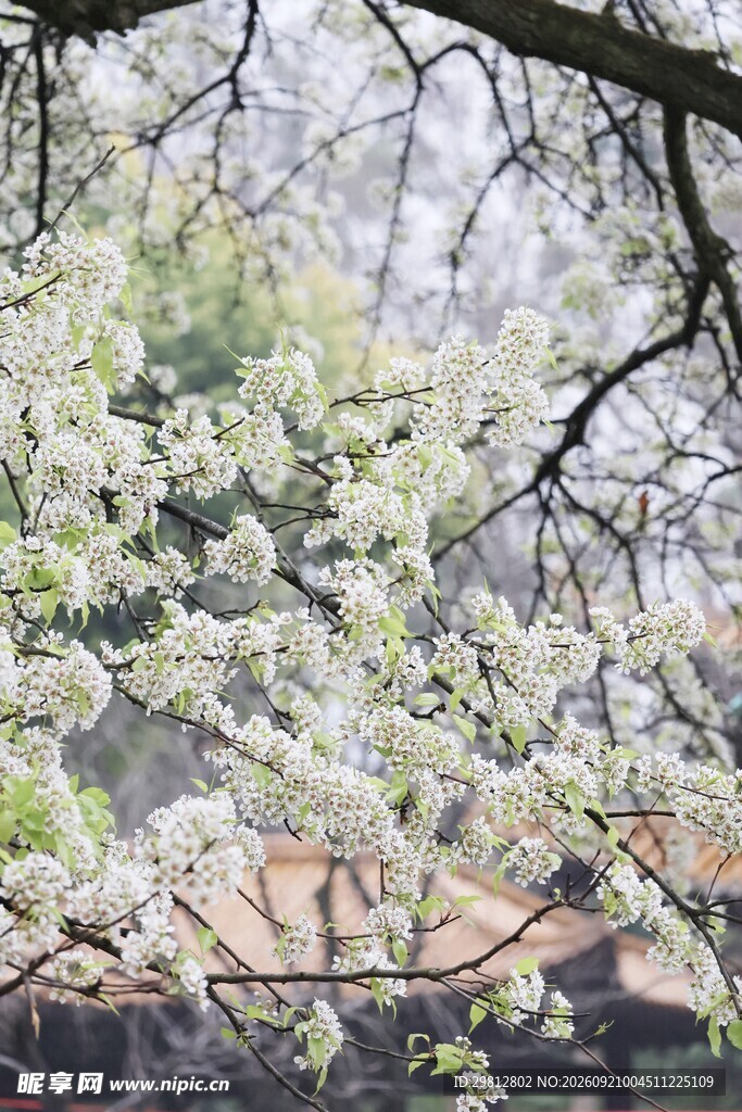 梨花
