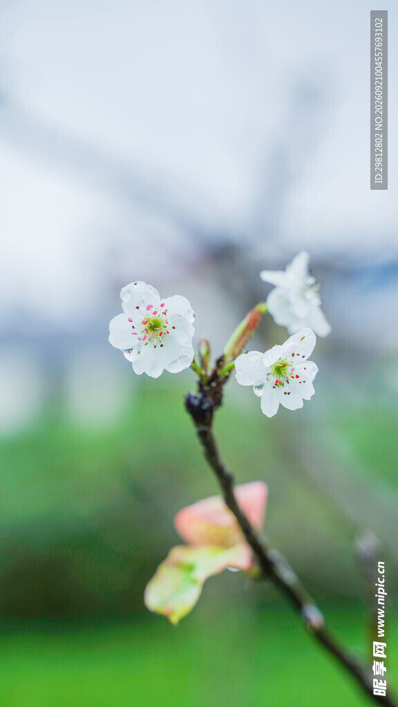 梨花