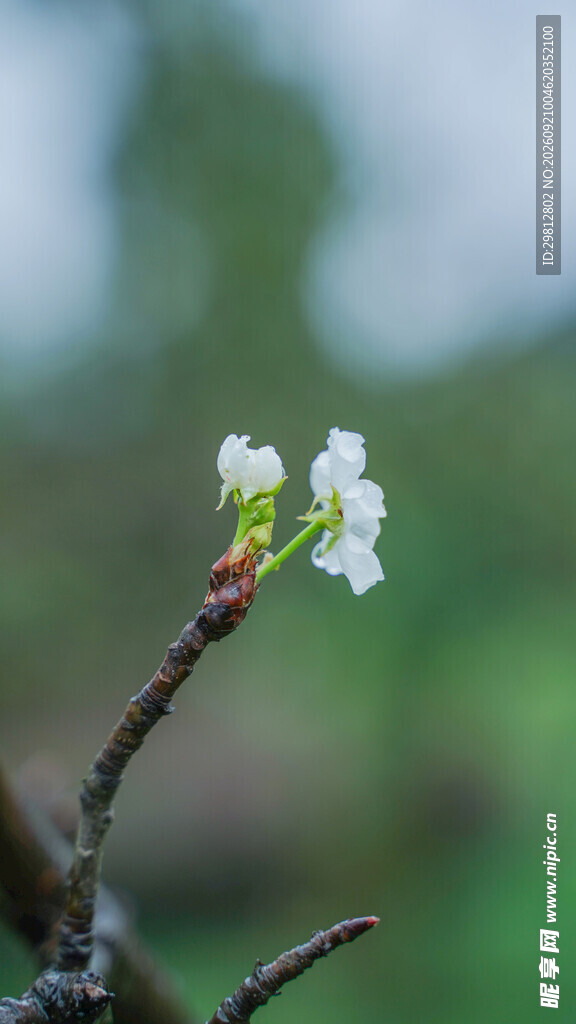 梨花