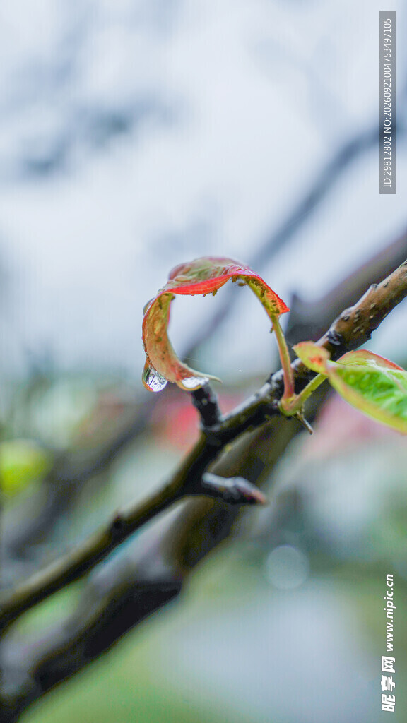 梨花