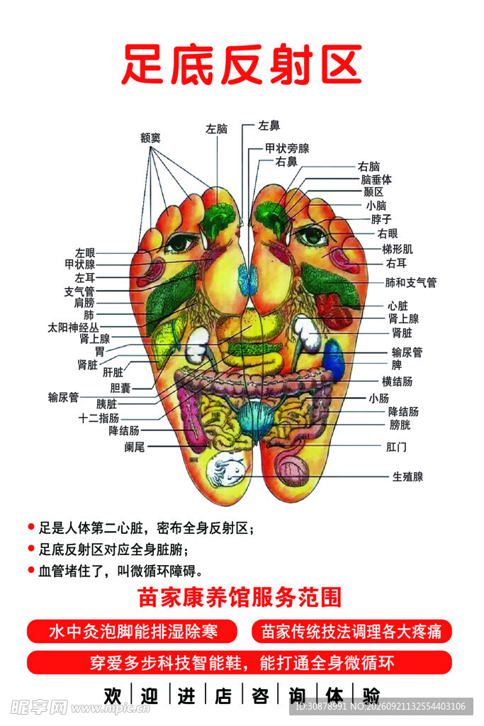 足底反射区