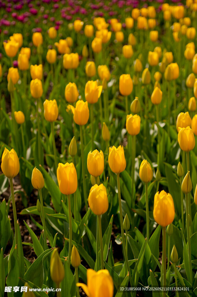 金黄郁金香花海绽放