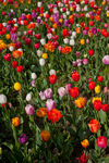 五彩斑斓的郁金香花海