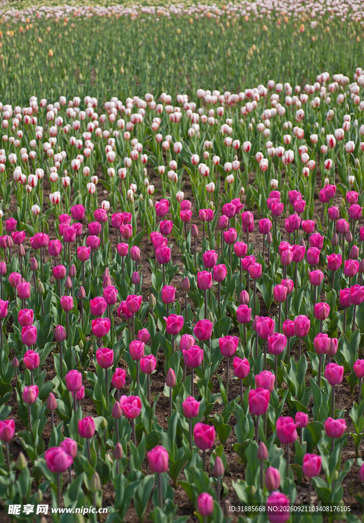 多彩郁金香花田美景