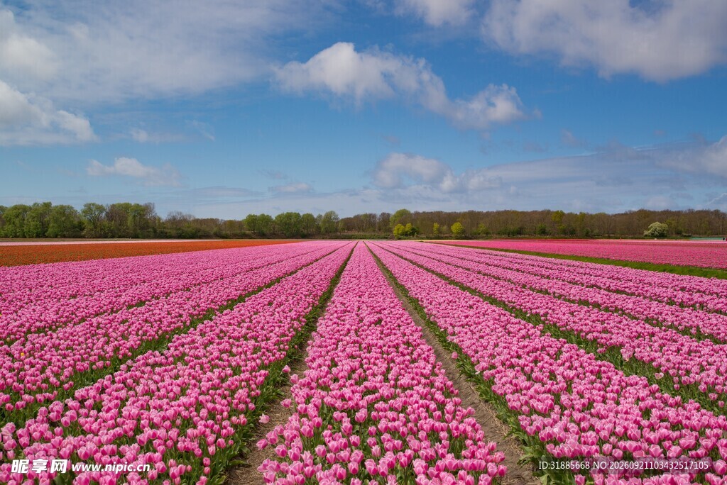 粉色郁金香花海美景