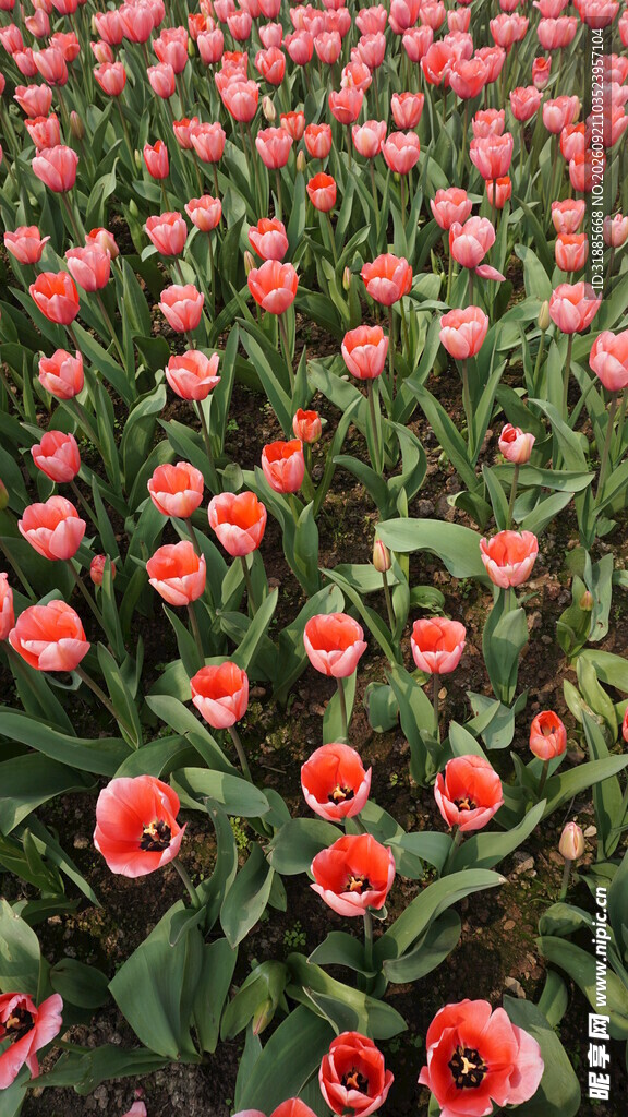 绚烂粉色郁金香花海