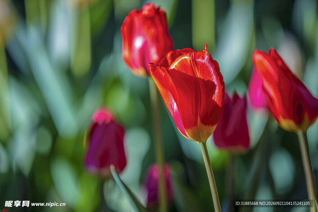 娇艳红郁金香绽放