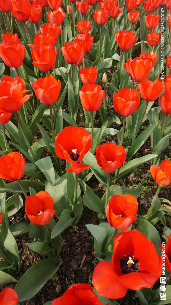 鲜艳红郁金香花海