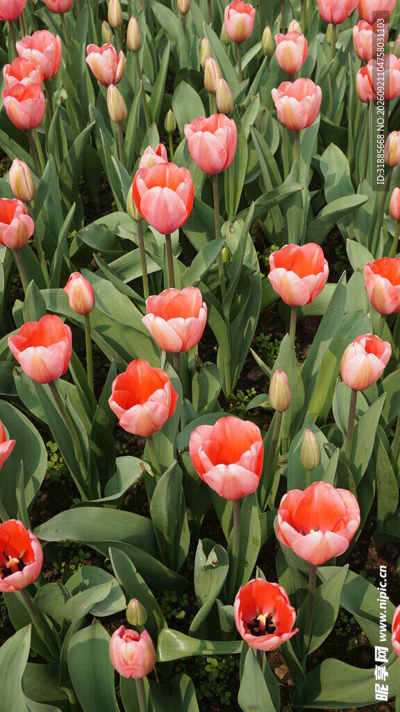 鲜艳郁金香花海绽放