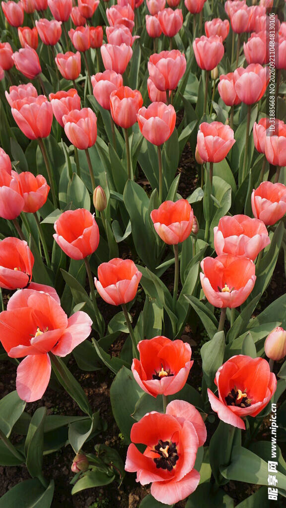粉色郁金香花海