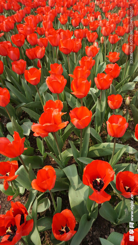 绚烂红郁金香花海
