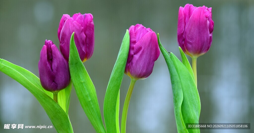 紫色郁金香绽放