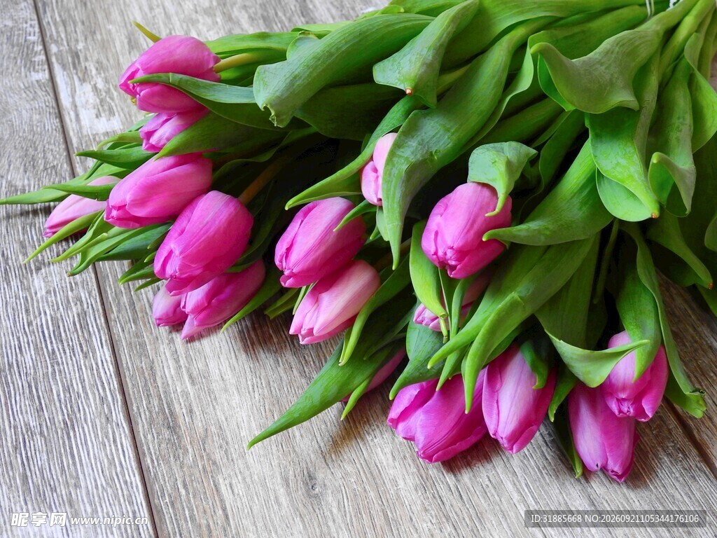 粉色郁金香花束摆拍