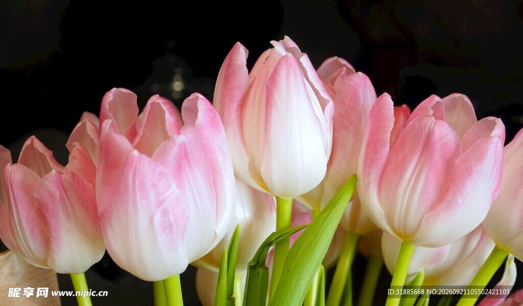 粉色郁金香花束