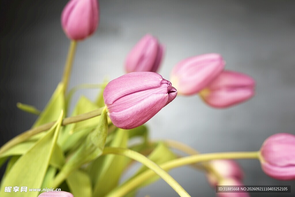 粉色郁金香花束特写
