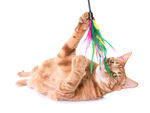 橘猫玩彩色逗猫棒