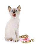 张嘴小猫与彩色玩具