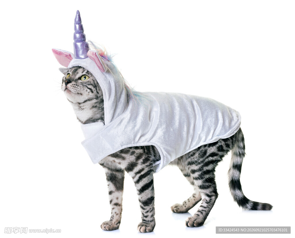 穿独角兽服装的猫咪