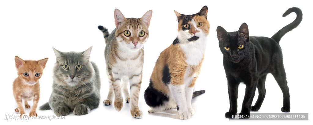 多样萌猫齐聚
