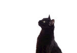 黑猫仰头望