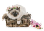 花环猫咪躺卧在藤编篮中