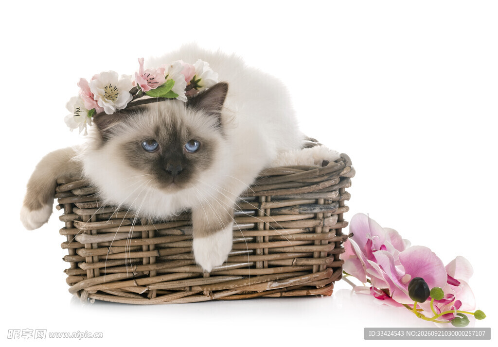 花环猫咪躺卧在藤编篮中