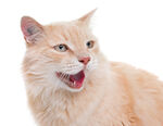 张嘴的橘色长毛猫咪