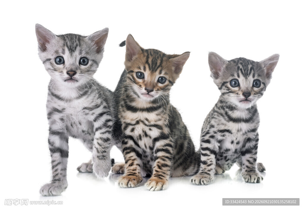 三只可爱虎斑小猫