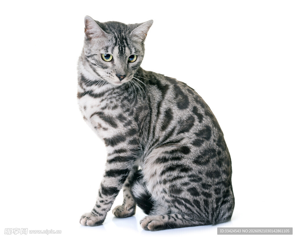 坐着的斑纹猫咪