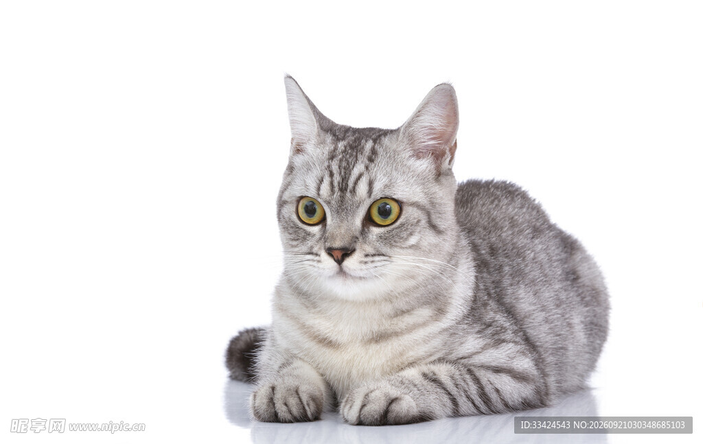 银灰条纹猫安静趴卧