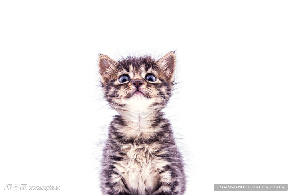 可爱小猫咪正面照