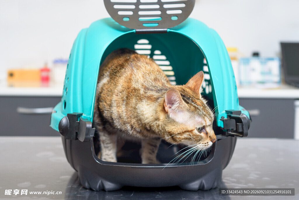 猫咪躲在宠物航空箱中