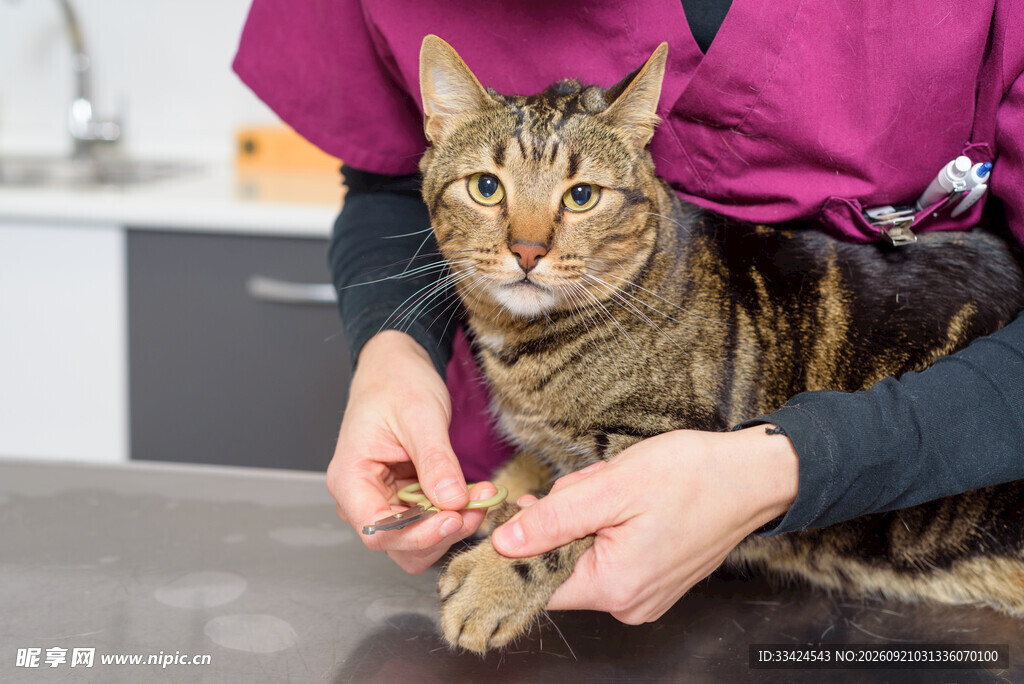 兽医正检查猫咪