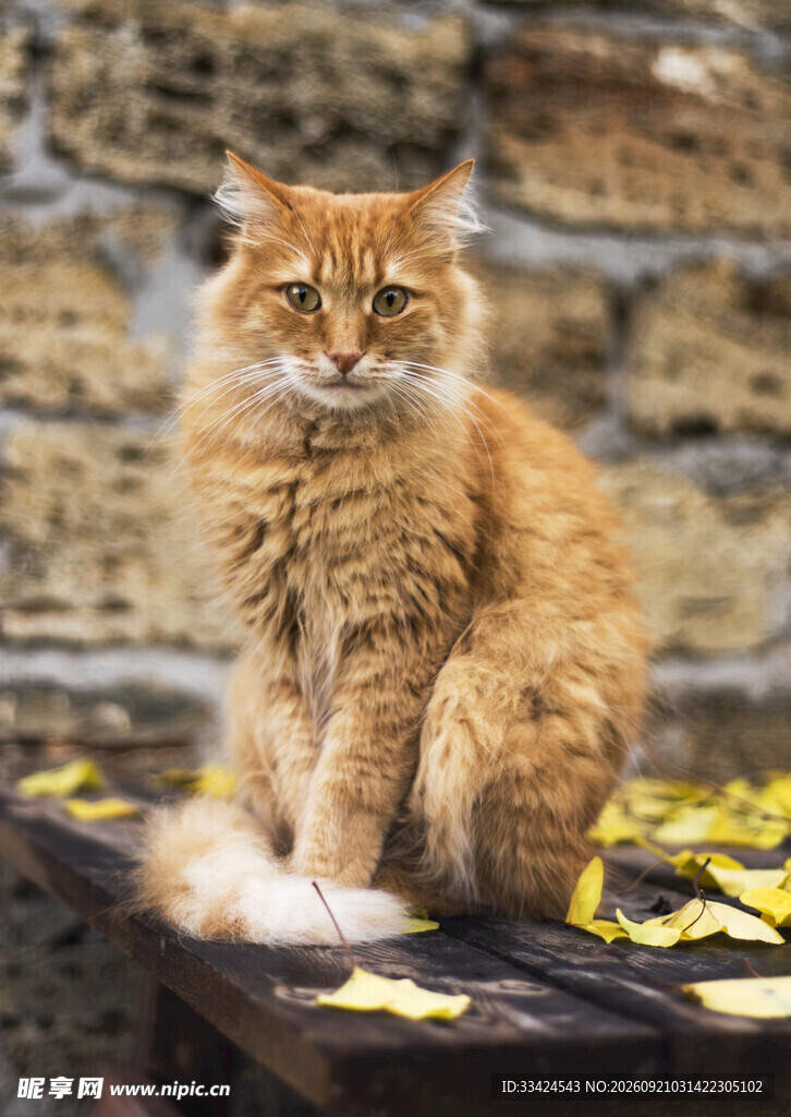 橘猫坐于落叶旁石上