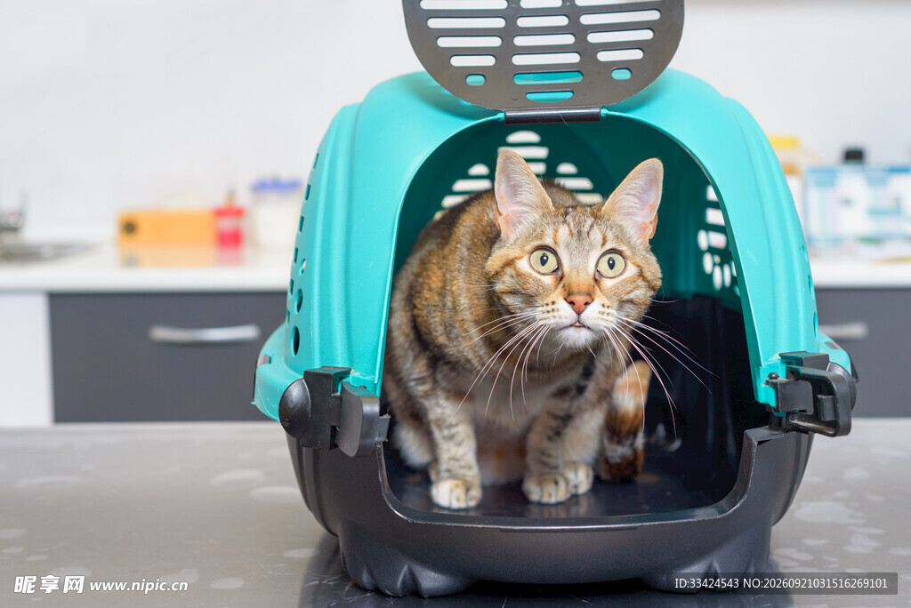 猫在宠物航空箱中