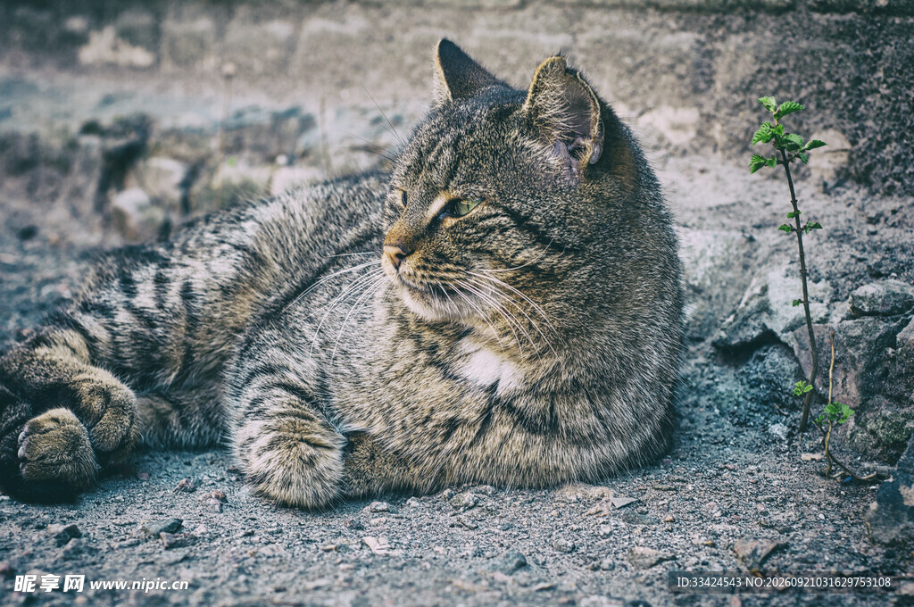 卧于石上的斑纹猫咪