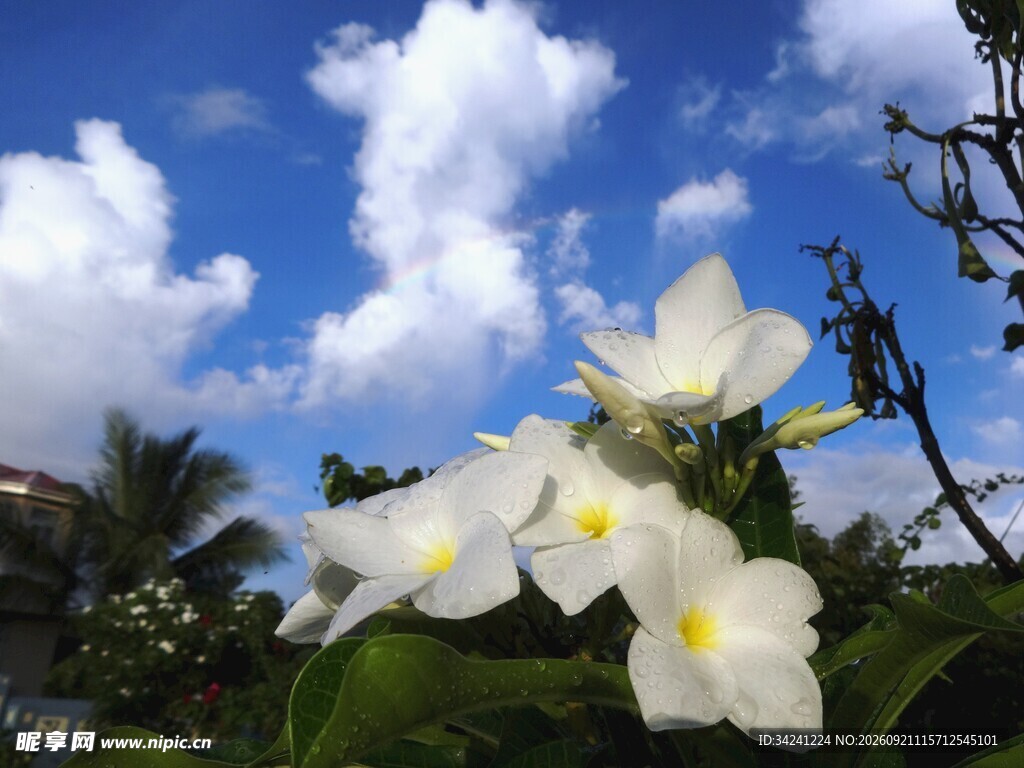 蓝天下绽放的白色鸡蛋花