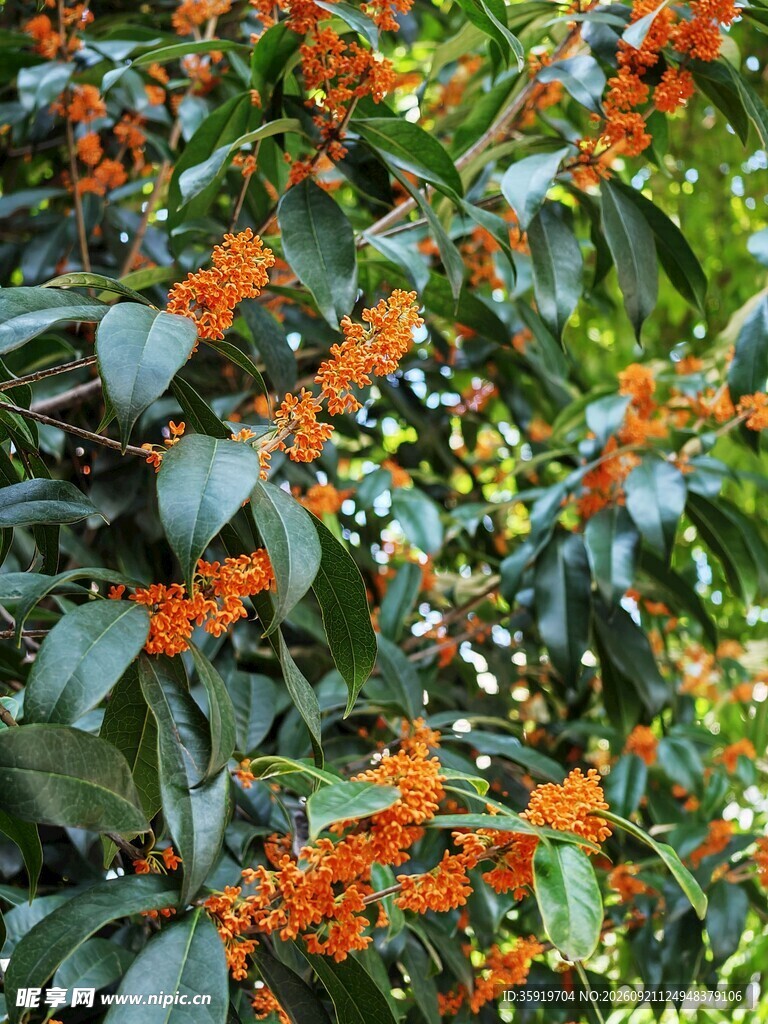 桂花