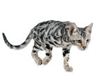斑纹小猫行走瞬间