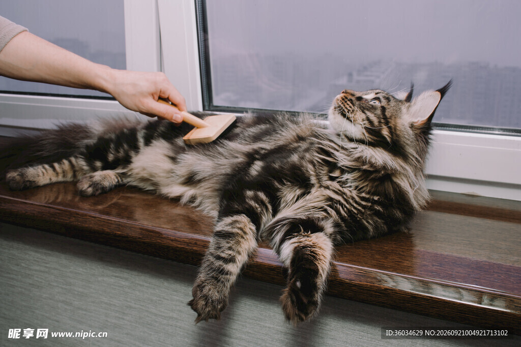 猫咪惬意享受主人梳毛