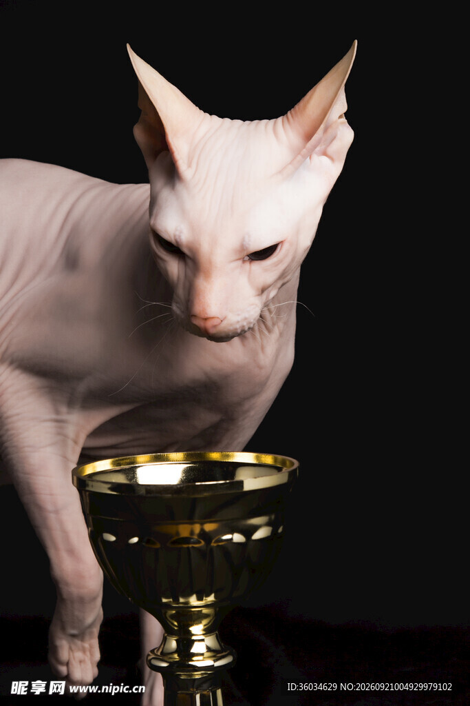 无毛猫嗅金色容器