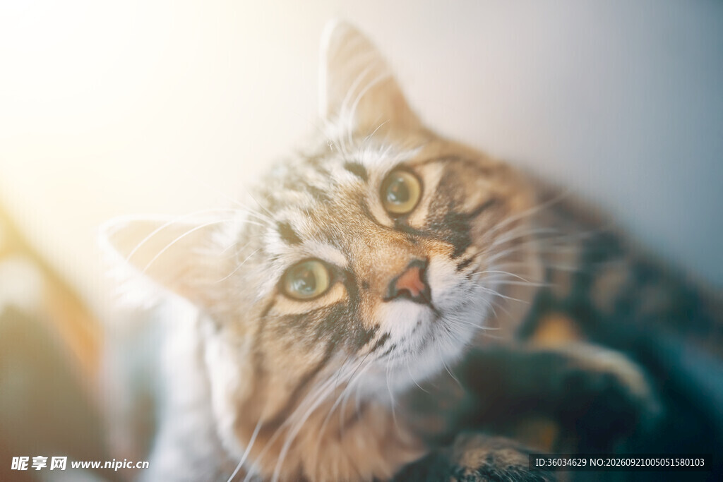 可爱猫咪仰头望