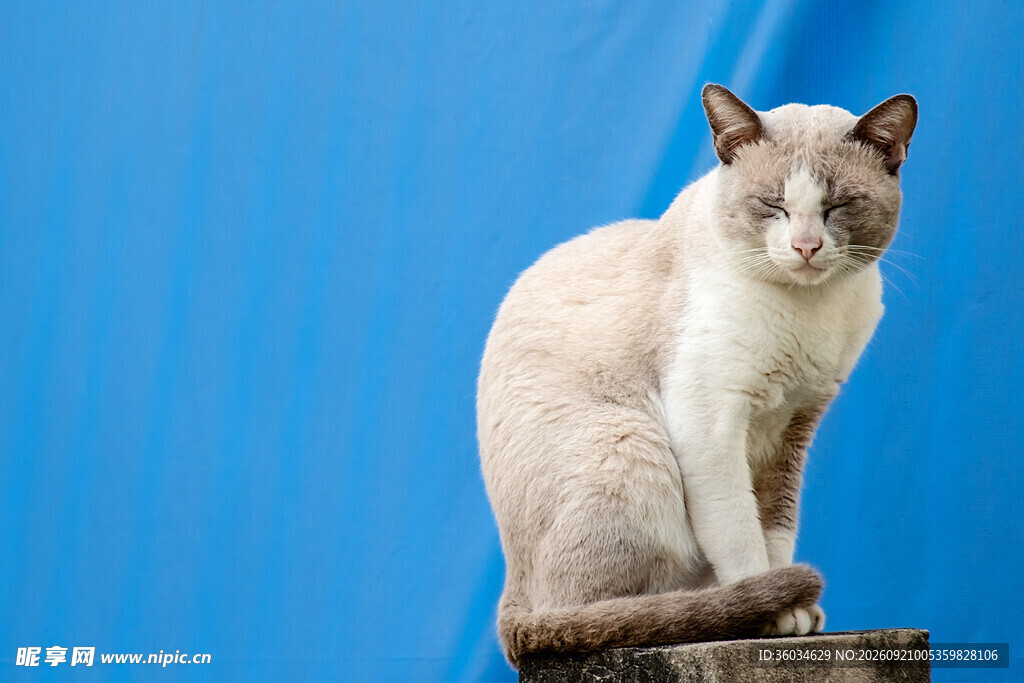 蓝背景下的优雅猫咪