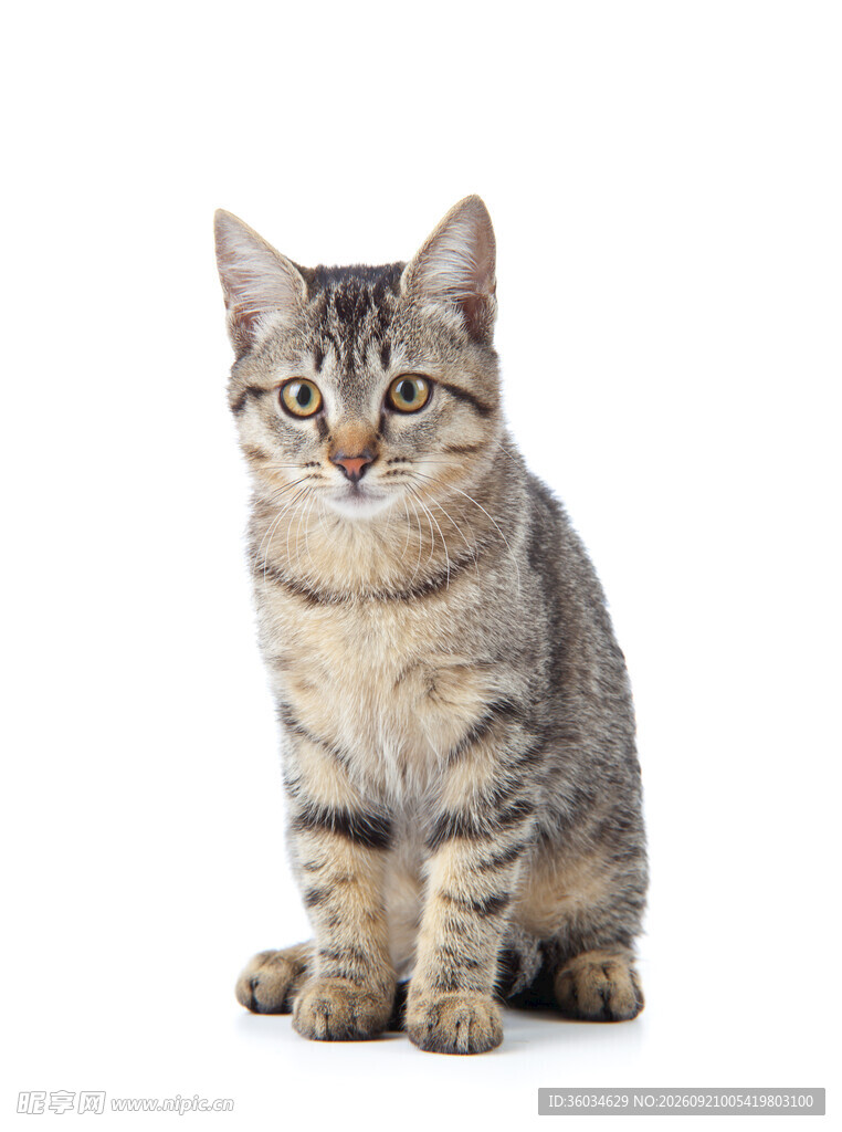 可爱条纹小猫端坐