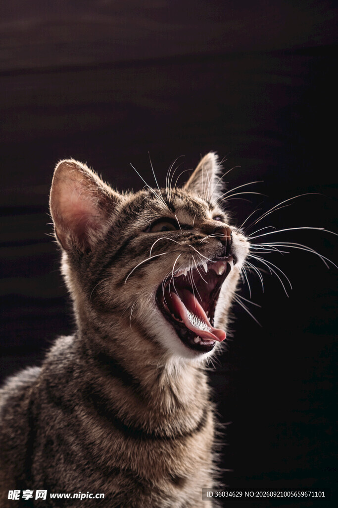 张嘴打哈欠的条纹猫咪